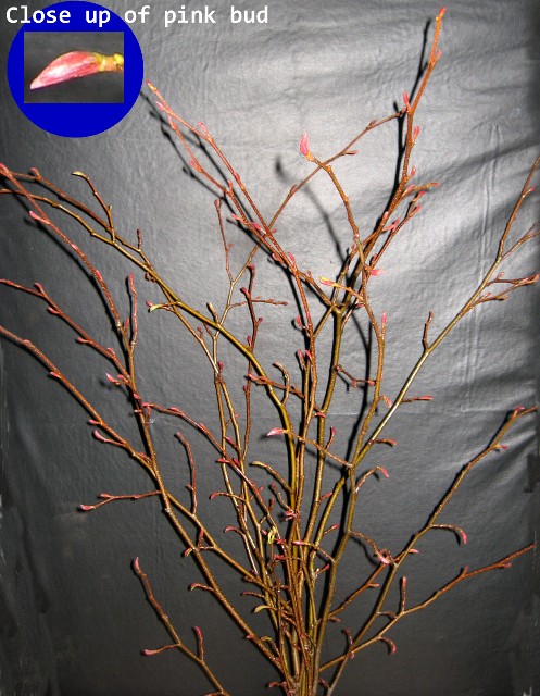 Alder Branches 100 Fresh Cut Stems SORRY OUT OF SEASON